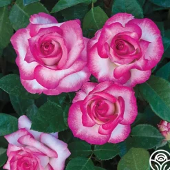 Miss Congeniality™