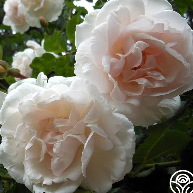 Mme Alfred Carrière