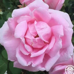 Mme Caroline Testout