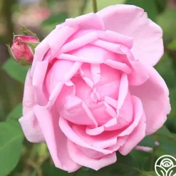 Mme Caroline Testout