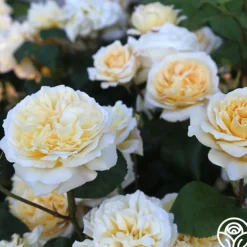 Moonlight Romantica®