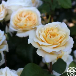 Moonlight Romantica®