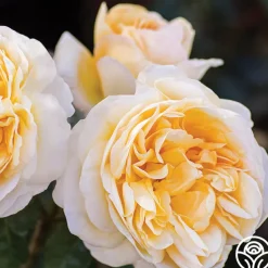 Moonlight Romantica®