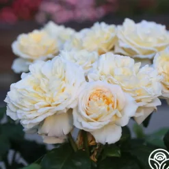 Moonlight Romantica®