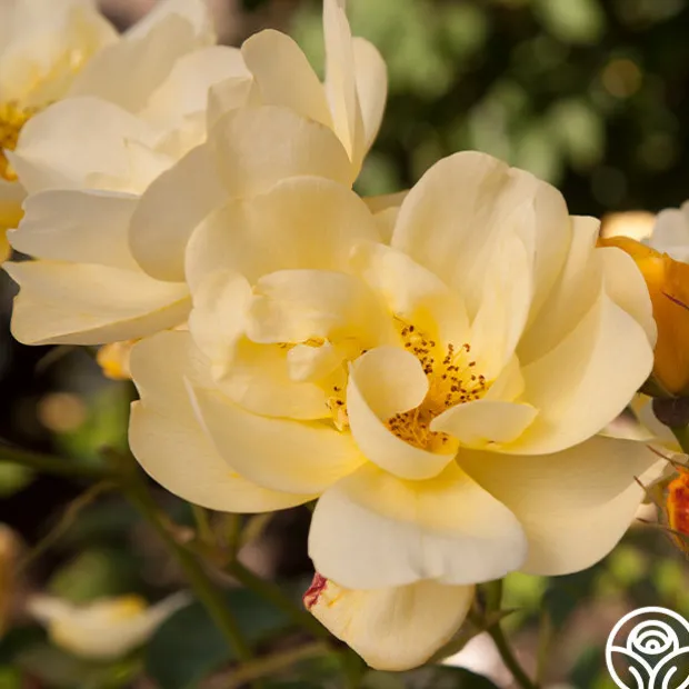 Morning Has Broken™