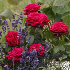 Parfuma® Dark Desire™