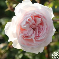 Parfuma® First Crush™