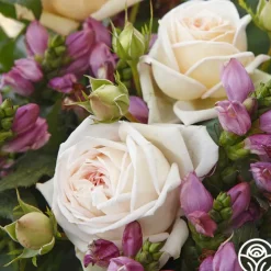 Parfuma® Madame Anisette™