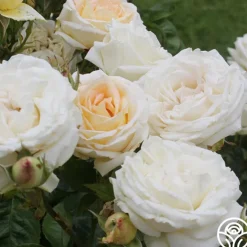 Parfuma® Madame Anisette™