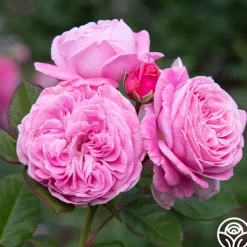 Parfuma® Summer Romance