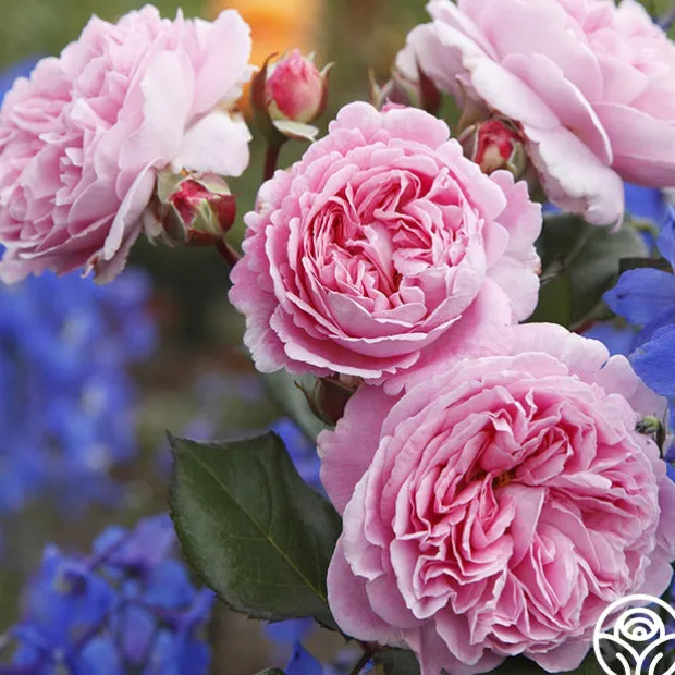 Parfuma® Summer Romance