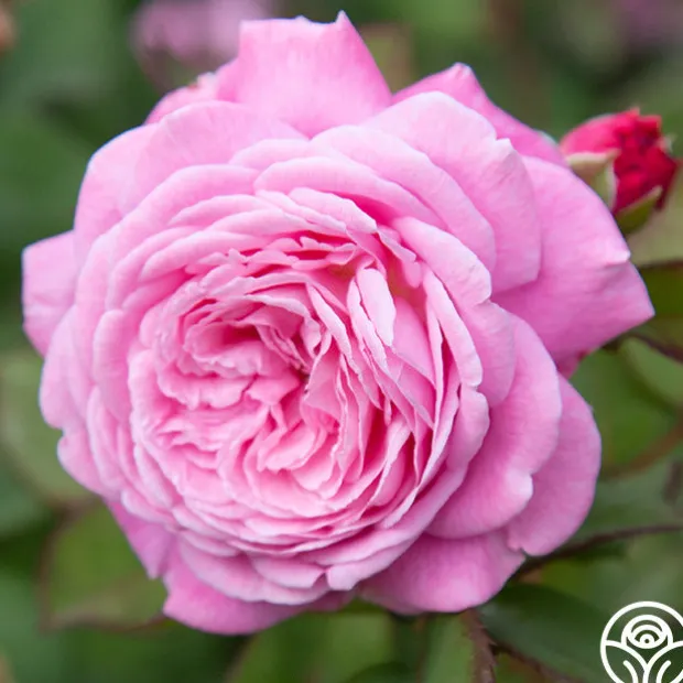 Parfuma® Summer Romance