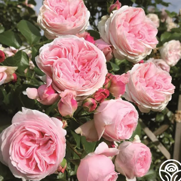 Parfuma® Summer Romance