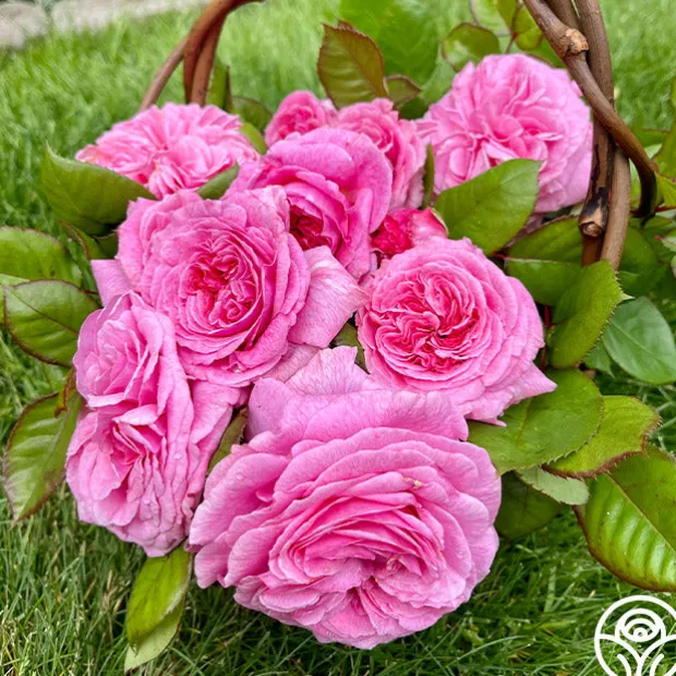 Parfuma® Summer Romance