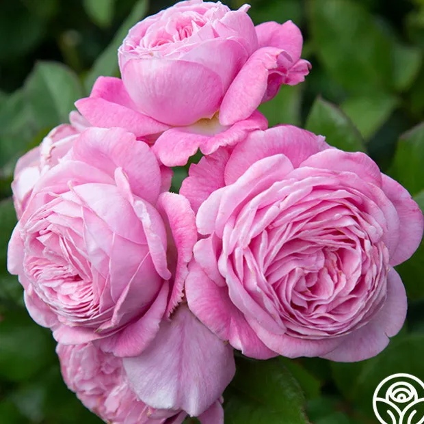 Parfuma® Summer Romance