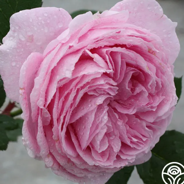 Parfuma® Summer Romance