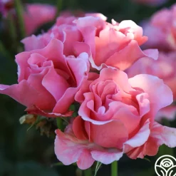 Paris de Yves St. Laurent™