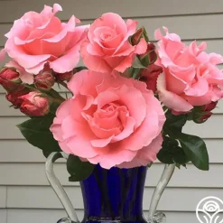 Paris de Yves St. Laurent™