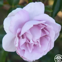 Parisian Cutting Garden