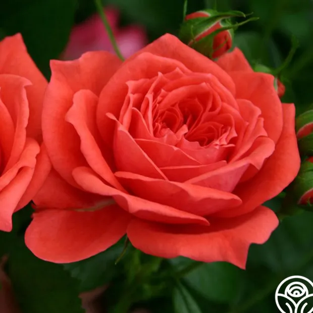 Patio Favorites Collection