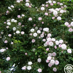 Paul's Himalayan Musk