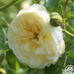 Perpetually Yours™