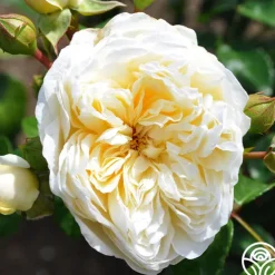 Perpetually Yours™