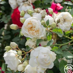 Perpetually Yours™