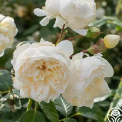 Perpetually Yours™