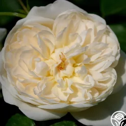 Perpetually Yours™