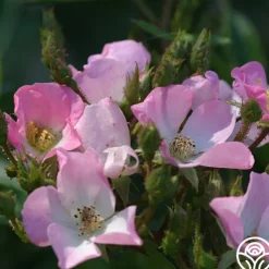 Petit Rat De L'opera