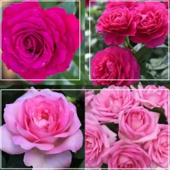 Pink Bouquet Collection
