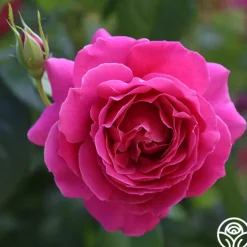 Pink Bouquet Collection