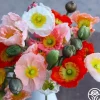 Poppy Colibri Mix