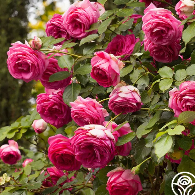 Pretty in Pink Eden Climber®