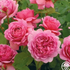 Princess Alexandra of Kent