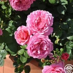 Princess Alexandra of Kent