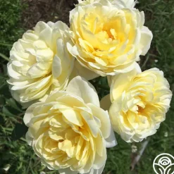 Princess Buttercup®