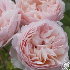 Princesse Charlene de Monaco®