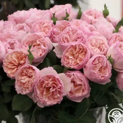 Princesse Charlene de Monaco®