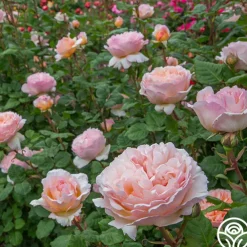 Princesse Charlene de Monaco®