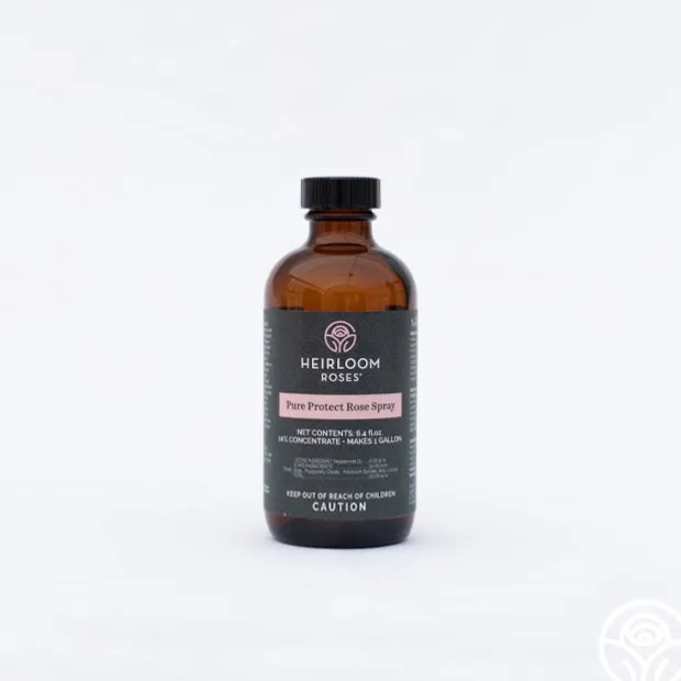 Pure Protect by Heirloom Roses