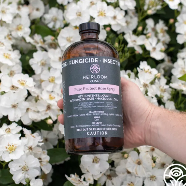 Pure Protect by Heirloom Roses