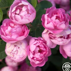 R Centifolia AndrewsII