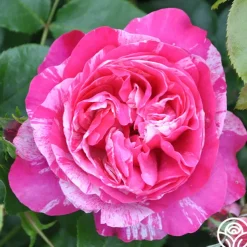 Raspberry Cream Twirl™