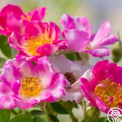 Raspberry Ruffles™