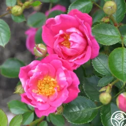 Raspberry Ruffles™