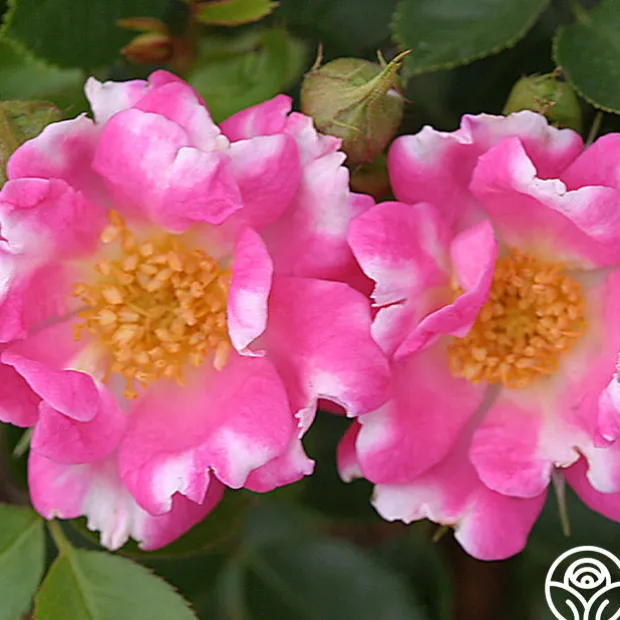 Raspberry Ruffles™