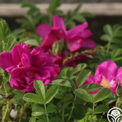 Raspberry Rugostar®