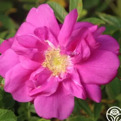 Raspberry Rugostar®